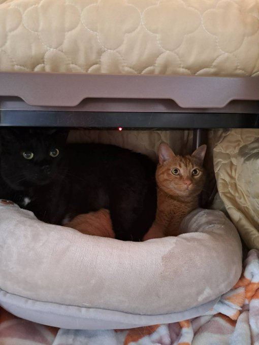 一緒にこたつでぬくぬく