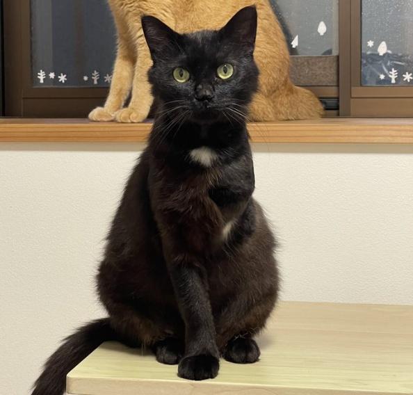 胸元の白い毛が愛くるしいクロちゃん