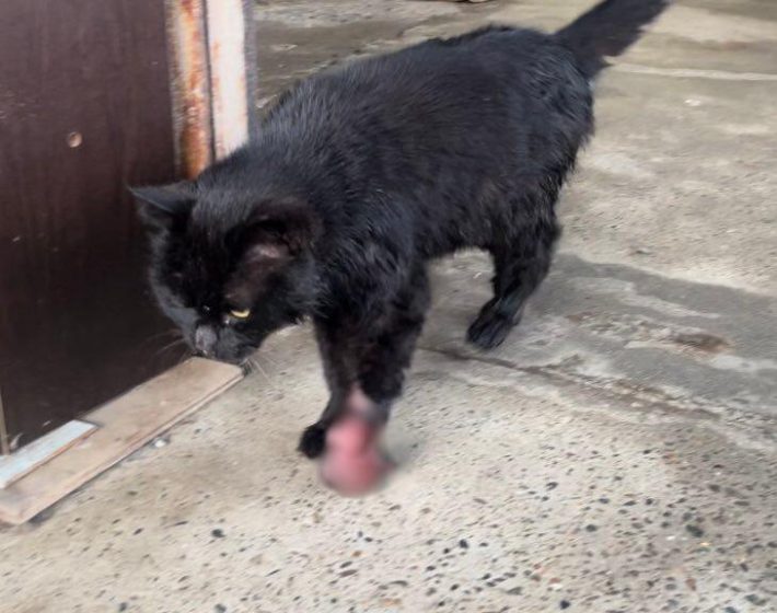 左前足の痛々しい怪我