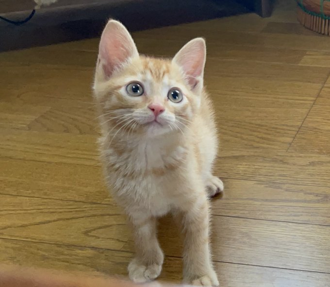 保護した子猫は茶汰と名づけられ、クロちゃんと同居中