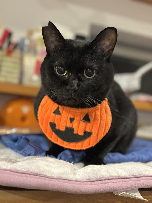 かぼちゃ　りょうちゃん