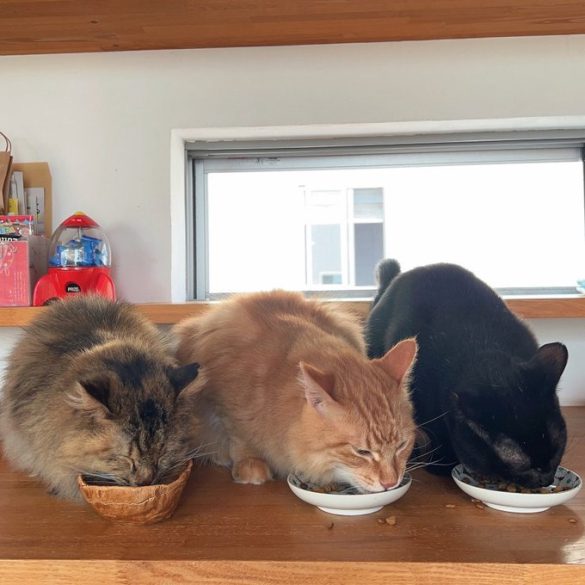 3兄弟。右の黒猫がりょうちゃん