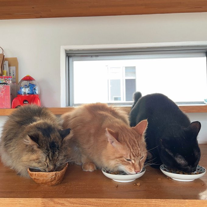 3兄弟。右の黒猫がりょうちゃん