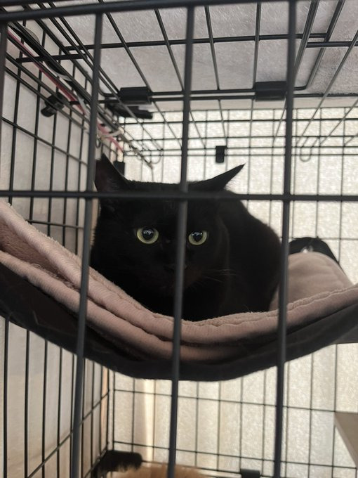 お迎え当初。推定5～6歳だった