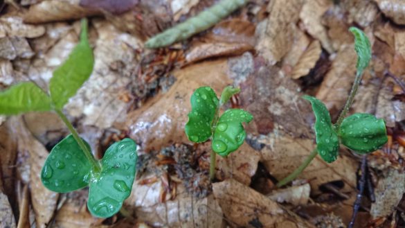 ブナの芽吹き春