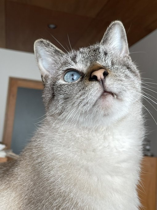 左目の眼球は、保護後にすぐ摘出