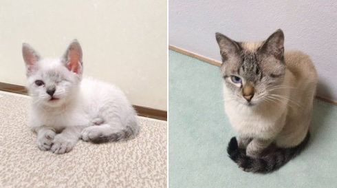 衝撃のビフォーアフター