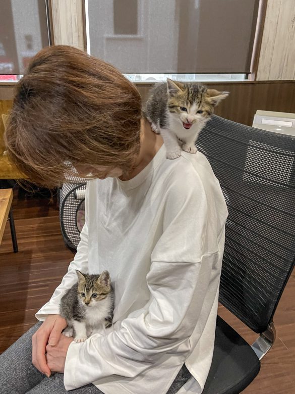 仕事中、まるでキャットタワー扱いの社員さん