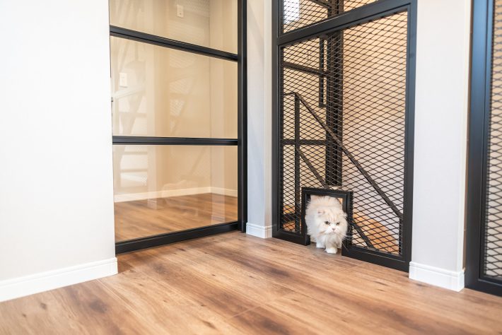 施工チェックに精を出すにゃん吉くん。池田代表が飼っている“社長猫”だ