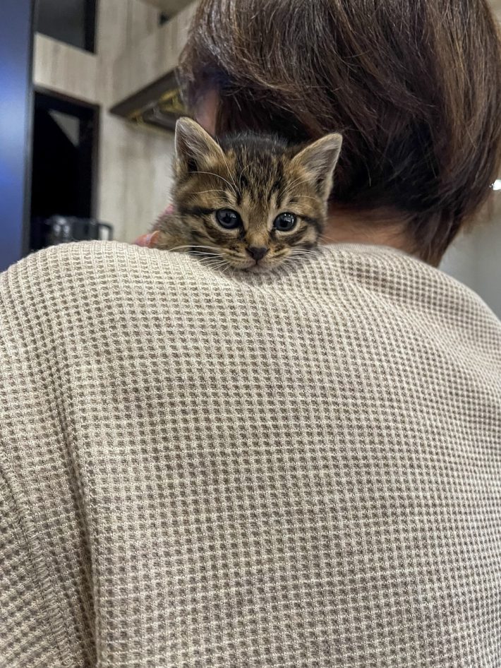 でも、これってご褒美では……？