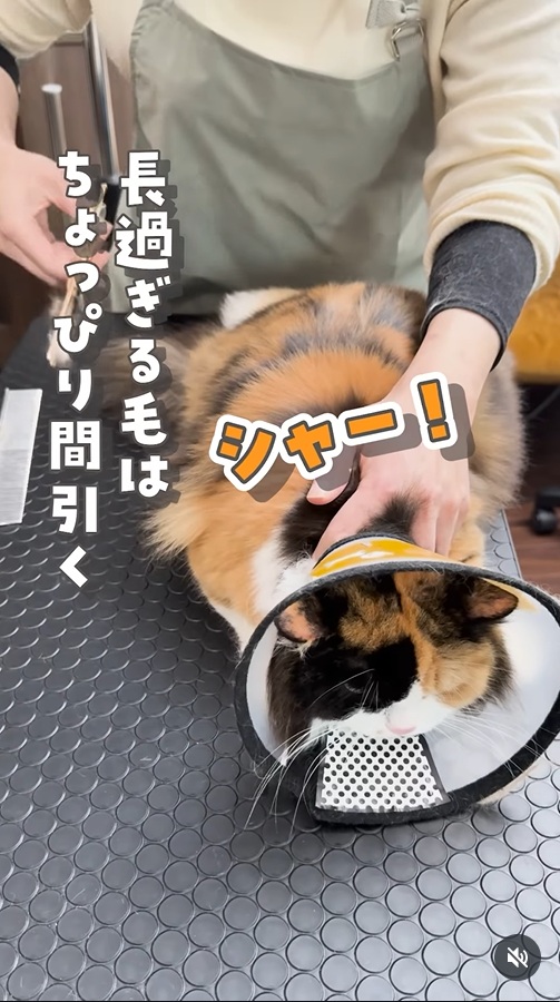 トリミング中に「シャー！」と鳴く猫ちゃん（同社Instagramより）