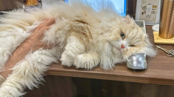 マウスを触っていた右手が猫の体に吸い込まれていく