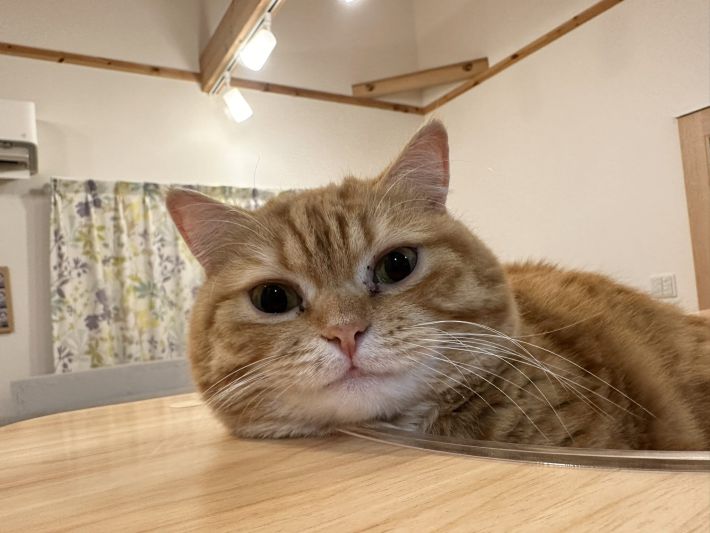 すぐ、そばに来てくれるぷてぃこちゃん