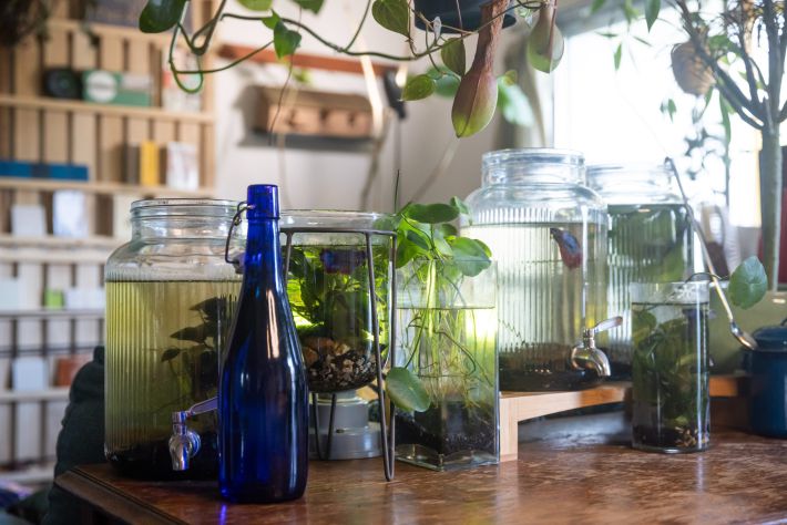 熱帯魚のスペース