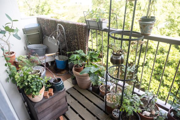 ベランダにも植物がたくさん