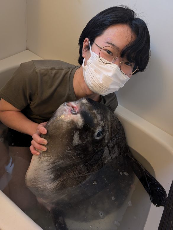 自宅のお風呂でマンボウと混浴するRikutоさん