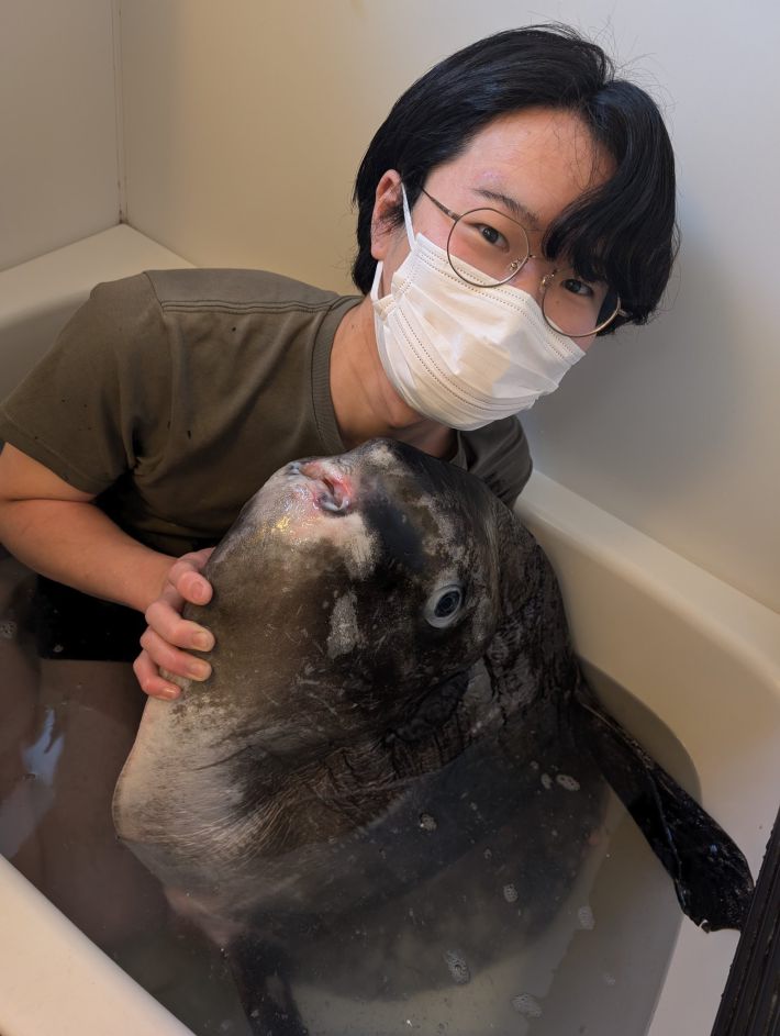 自宅のお風呂でマンボウと混浴するRikutоさん