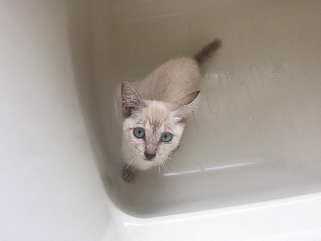 保護時の体重は980g