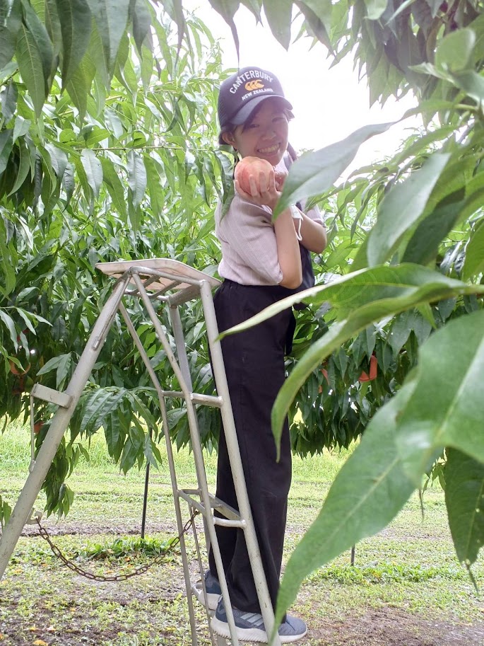 桃狩り中の筆者