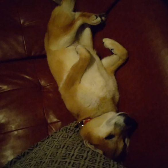 「来てくれたんだ！」と卯月ちゃんがお客さんの来店に喜ぶことも