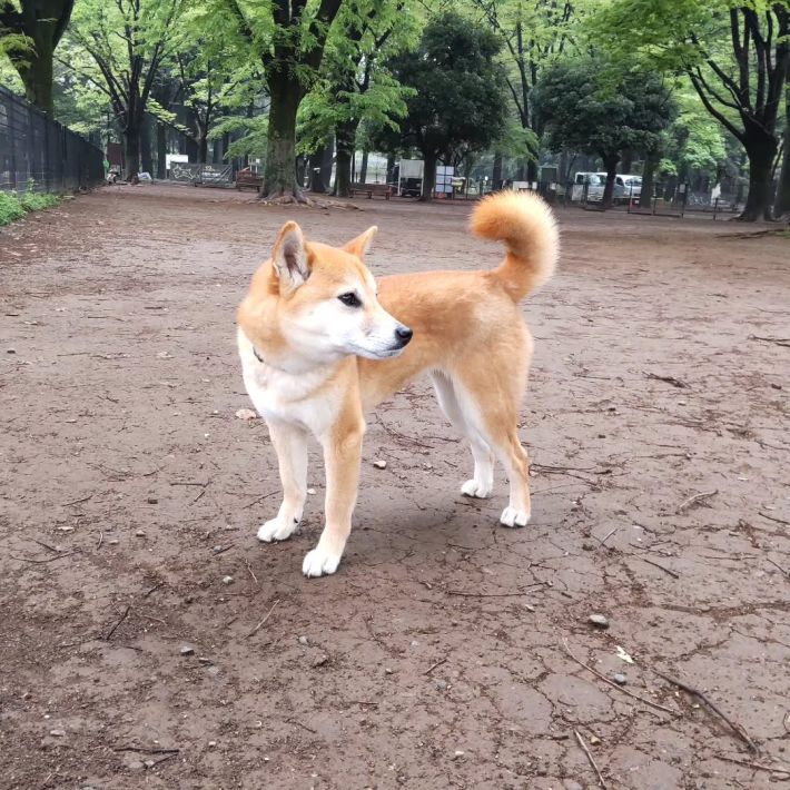 落ち着いた性格の卯月ちゃん。店内では決して吠えない