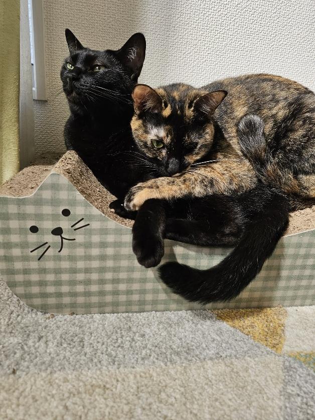 サッサちゃんとチックくん