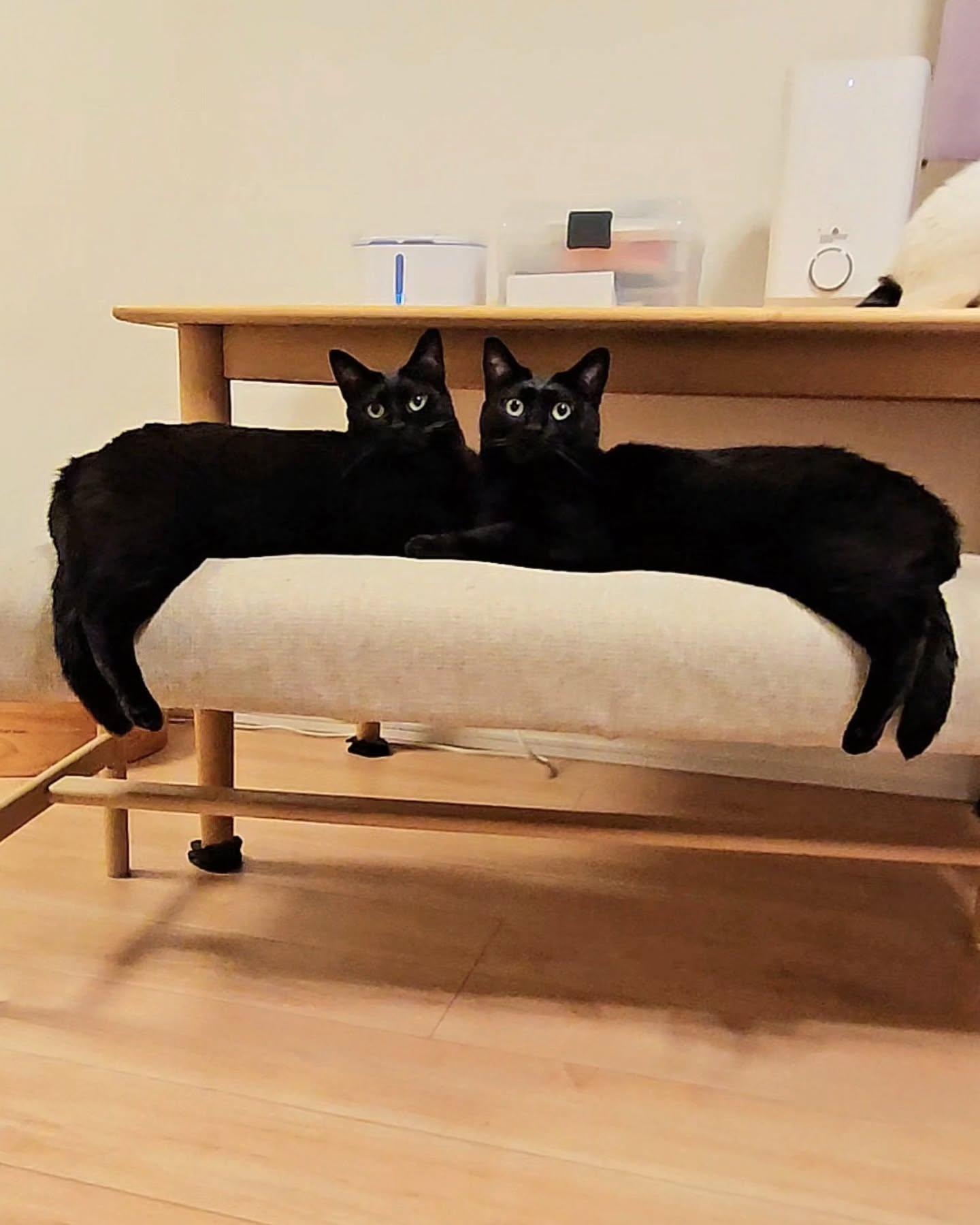 黒猫兄弟の“左右対称シンクロ姿”にビックリ！血の繋がった2匹が生んだ