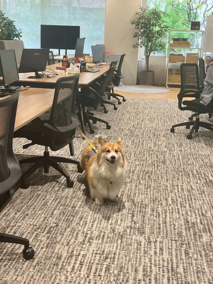 犬と同伴出社できる会社