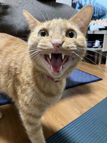 好きなのは、シューズボックスの高いところやクローゼットの扉の上