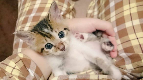 子猫期には抱っこOKの猫だった