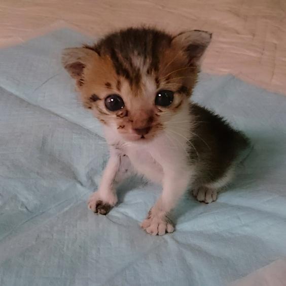 あどけない子猫期