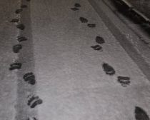 11月10日夜に札幌市中央区宮の森の道路で見つかったヒグマの足跡（札幌市提供）