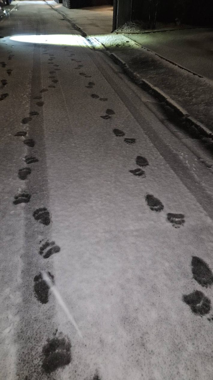 11月10日夜に札幌市中央区宮の森の道路で見つかったヒグマの足跡（札幌市提供）