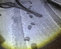 宮の森で見つかった足跡