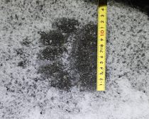 11月10日夜に札幌市中央区宮の森の道路で見つかったヒグマの足跡