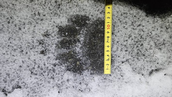 11月10日夜に札幌市中央区宮の森の道路で見つかったヒグマの足跡