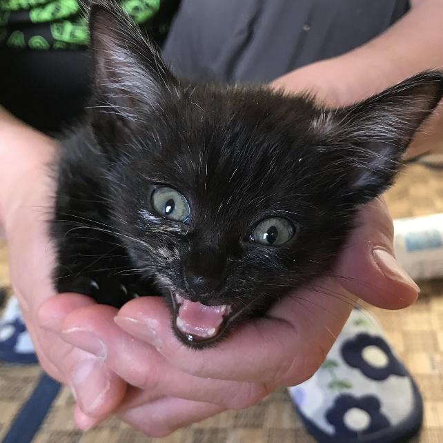 保護時は生後2ヶ月ほど