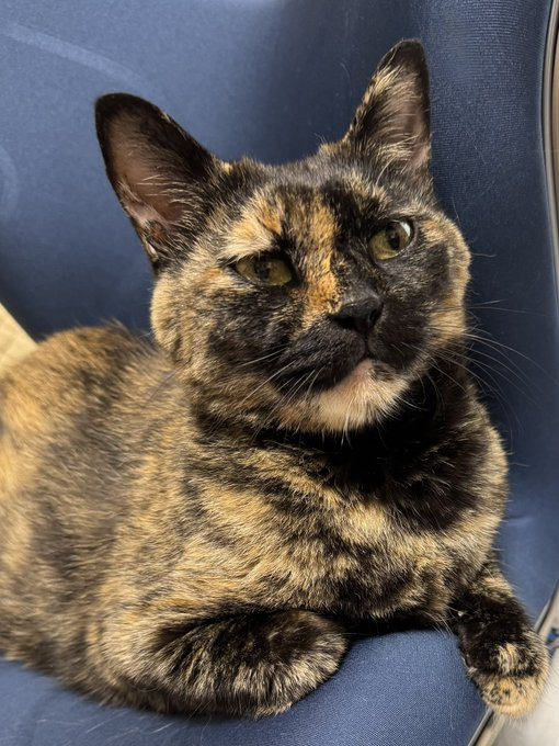 トマちゃんも、おはぎちゃんと同じくサビ柄