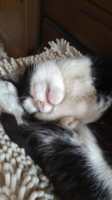 眠っているチロ