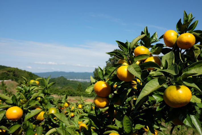 1207_小林青果株式会社①