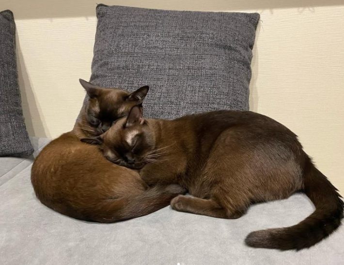 2匹で寝るバーミーズ