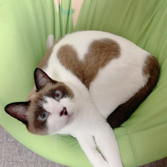 背中にハート型の模様ができるぽんちゃん