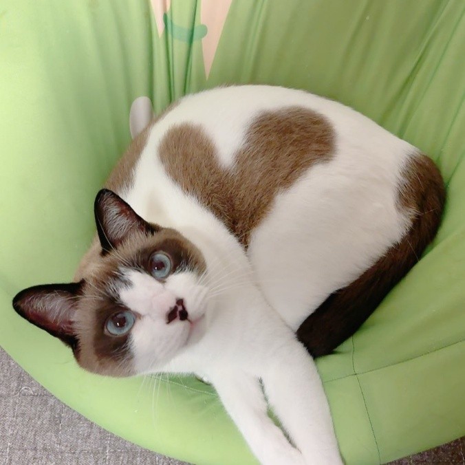 背中にハート型の模様ができるぽんちゃん