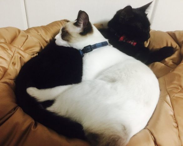 ぽんちゃんとクロロちゃん