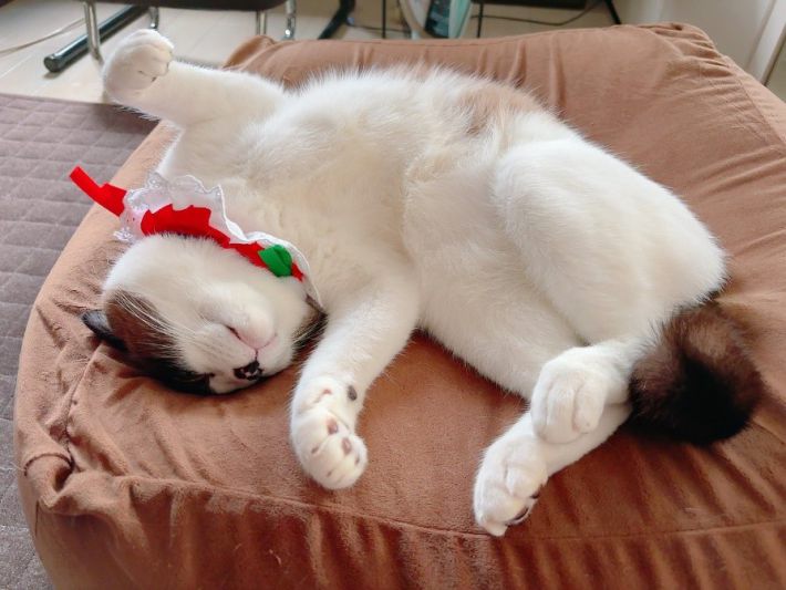 寝ているぽんちゃん