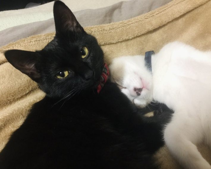 ぽんちゃんを守るかのような黒猫のクロロちゃん