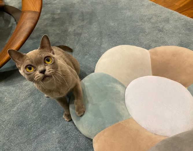 見つめてくるバーミーズ