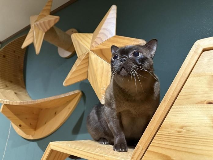 インテリアに座るバーミーズ