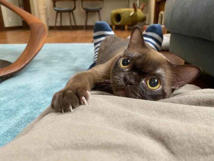 人懐っこいバーミーズ