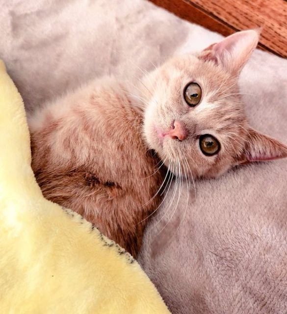 寝ながら見つめるアンディーくん